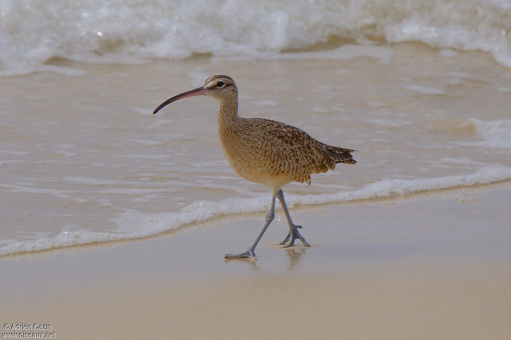 Eurasian Whimbreladult