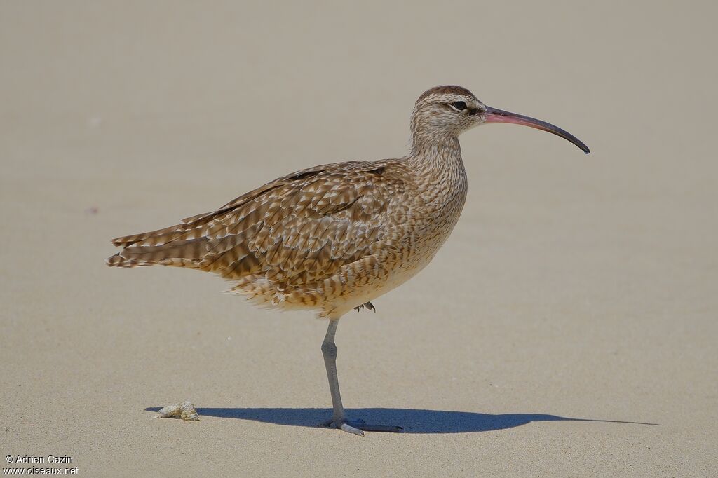 Courlis hudsonien adulte, identification