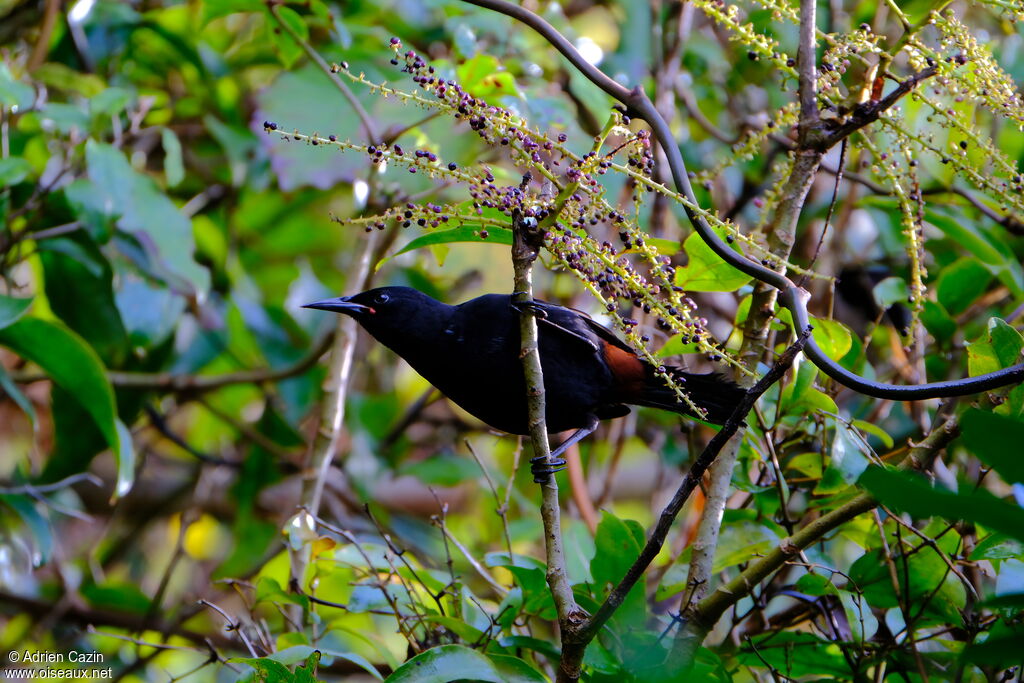 North Island Saddleback