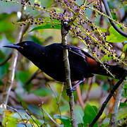 North Island Saddleback