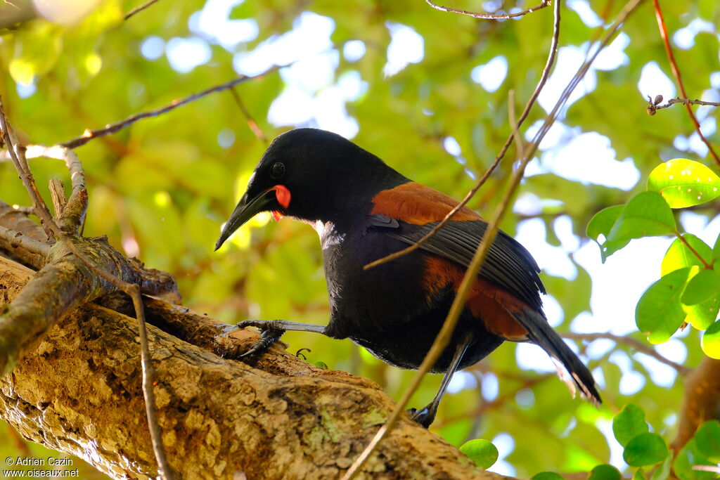 North Island Saddlebackadult, identification