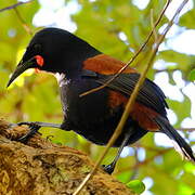 North Island Saddleback