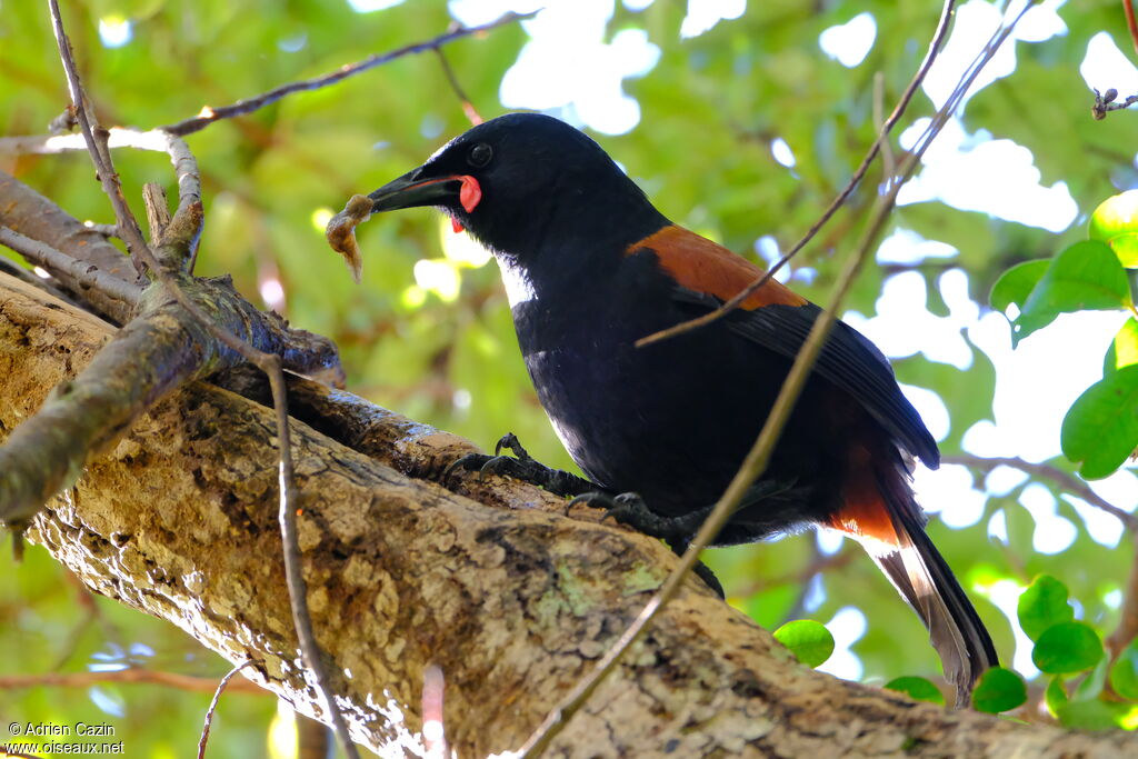 North Island Saddlebackadult, eats