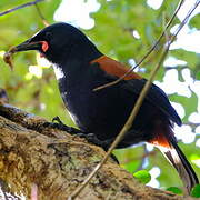 North Island Saddleback