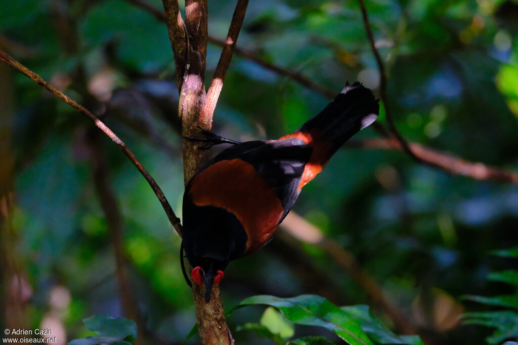 North Island Saddlebackadult