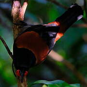 North Island Saddleback