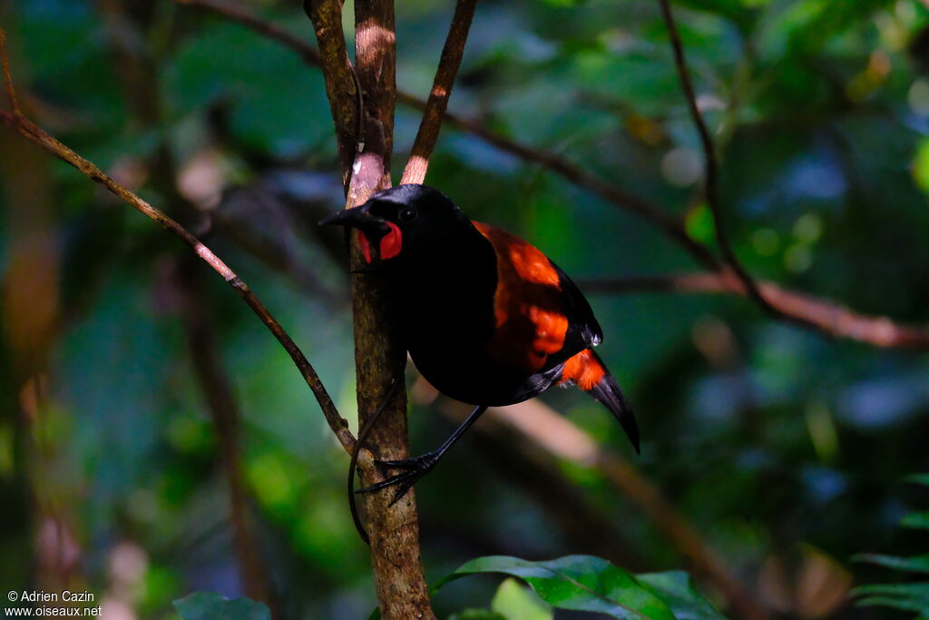 North Island Saddlebackadult