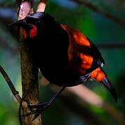 North Island Saddleback