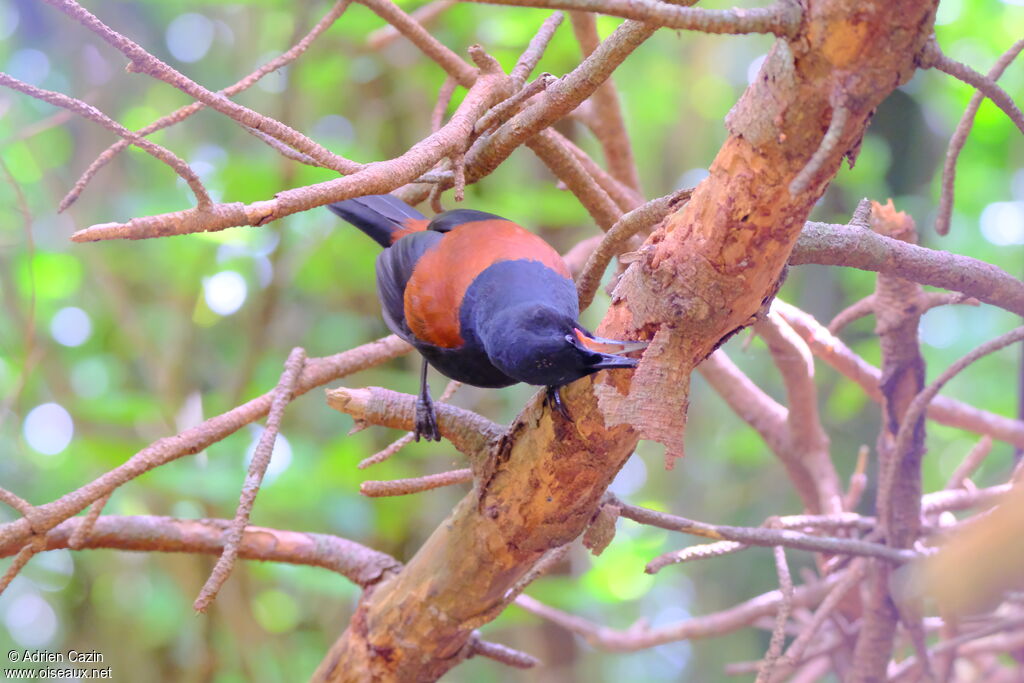 North Island Saddleback, eats