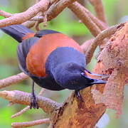 North Island Saddleback