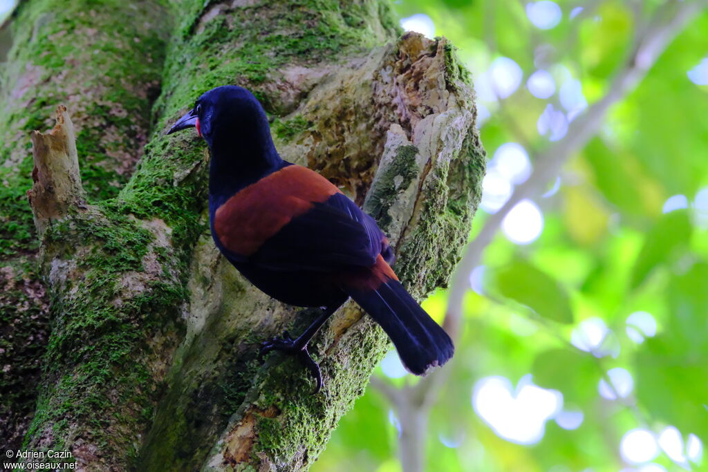 North Island Saddlebackadult