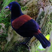 North Island Saddleback