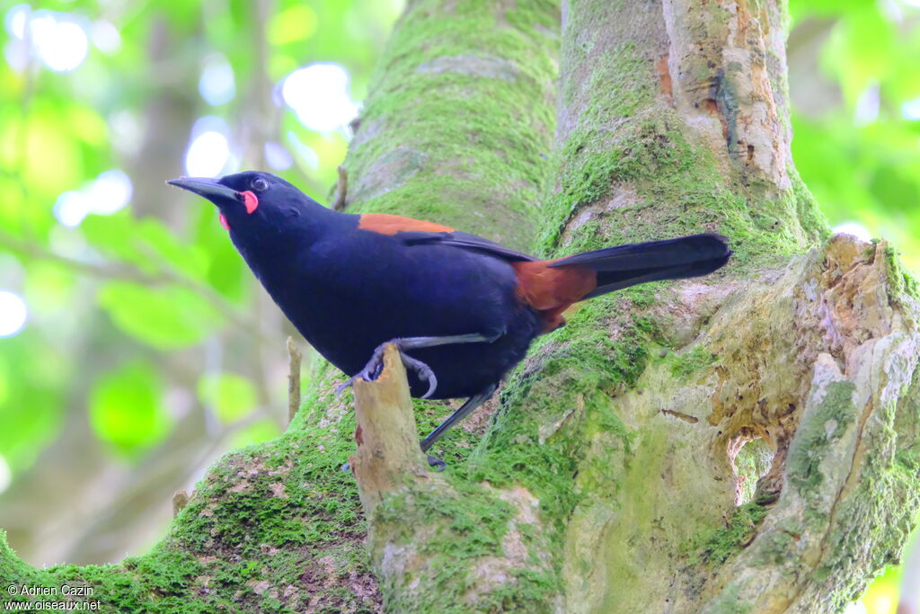 North Island Saddlebackadult