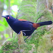 North Island Saddleback