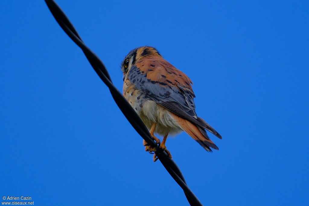 American Kestrel male adult