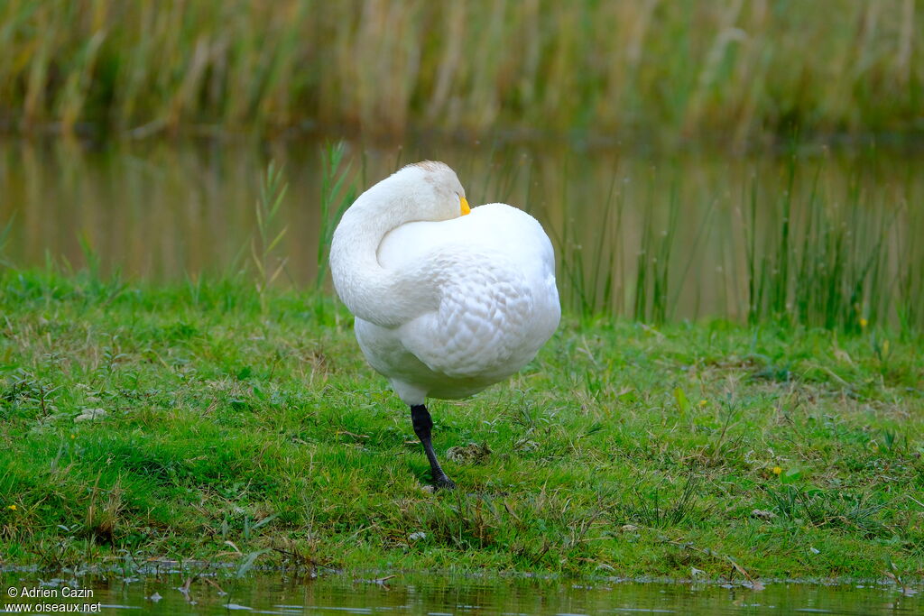 Cygne chanteuradulte