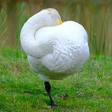 Cygne chanteur