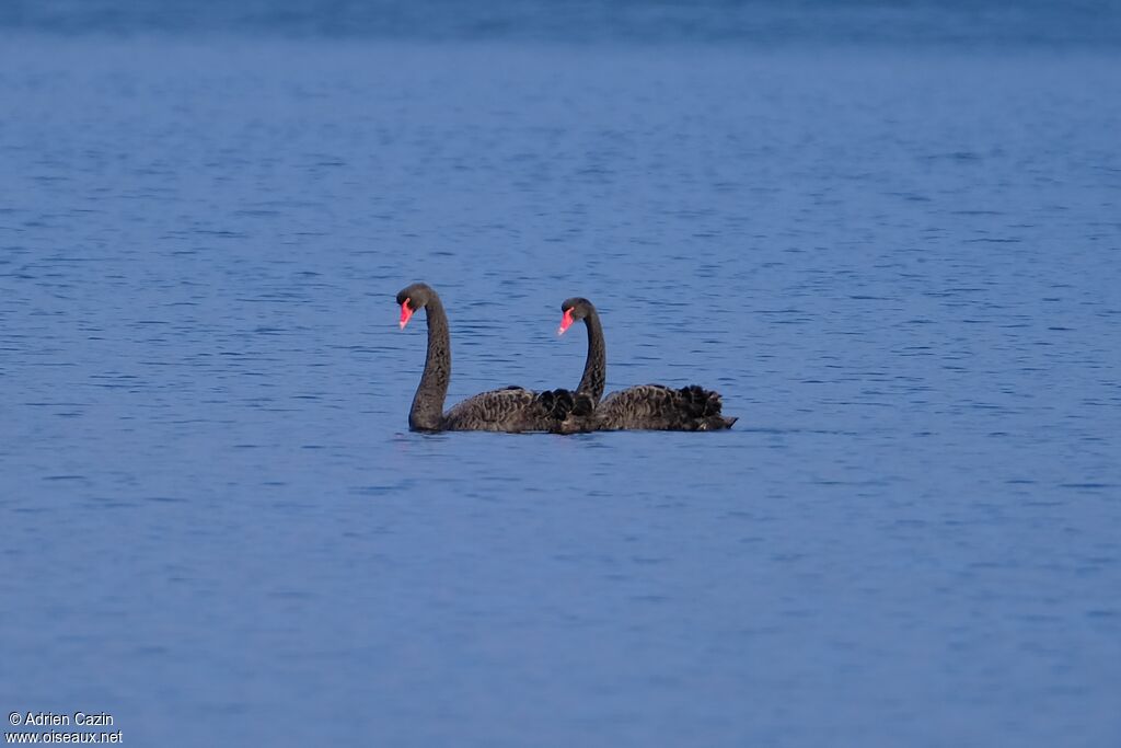 Cygne noiradulte