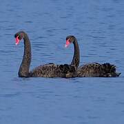 Cygne noir