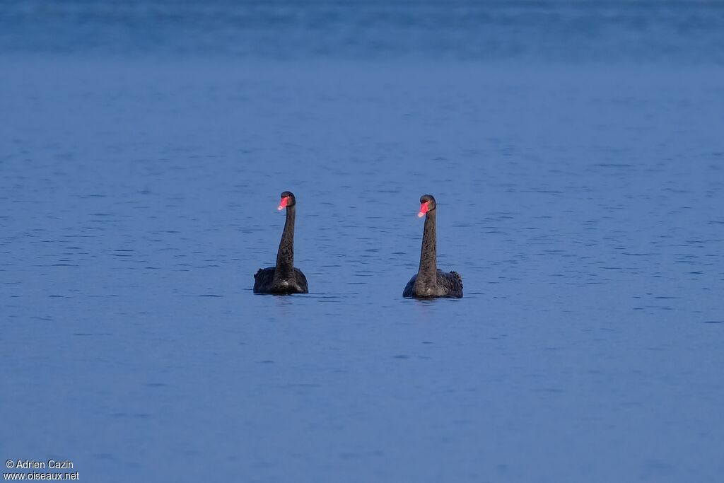 Cygne noiradulte