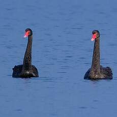 Cygne noir