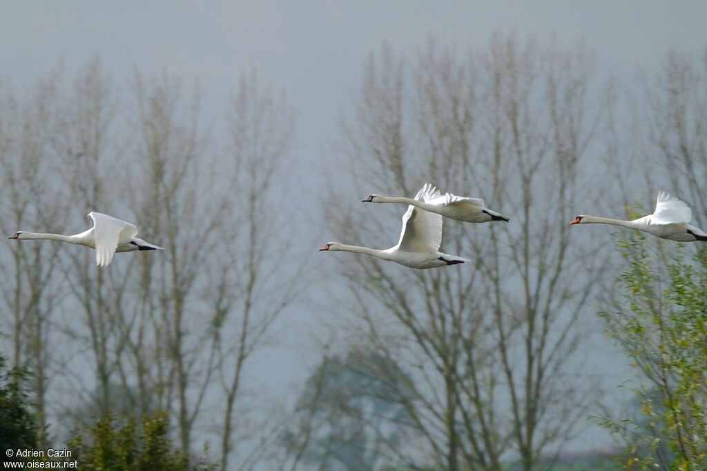 Cygne tuberculé, Vol