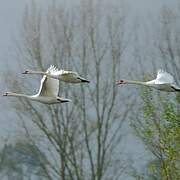 Cygne tuberculé