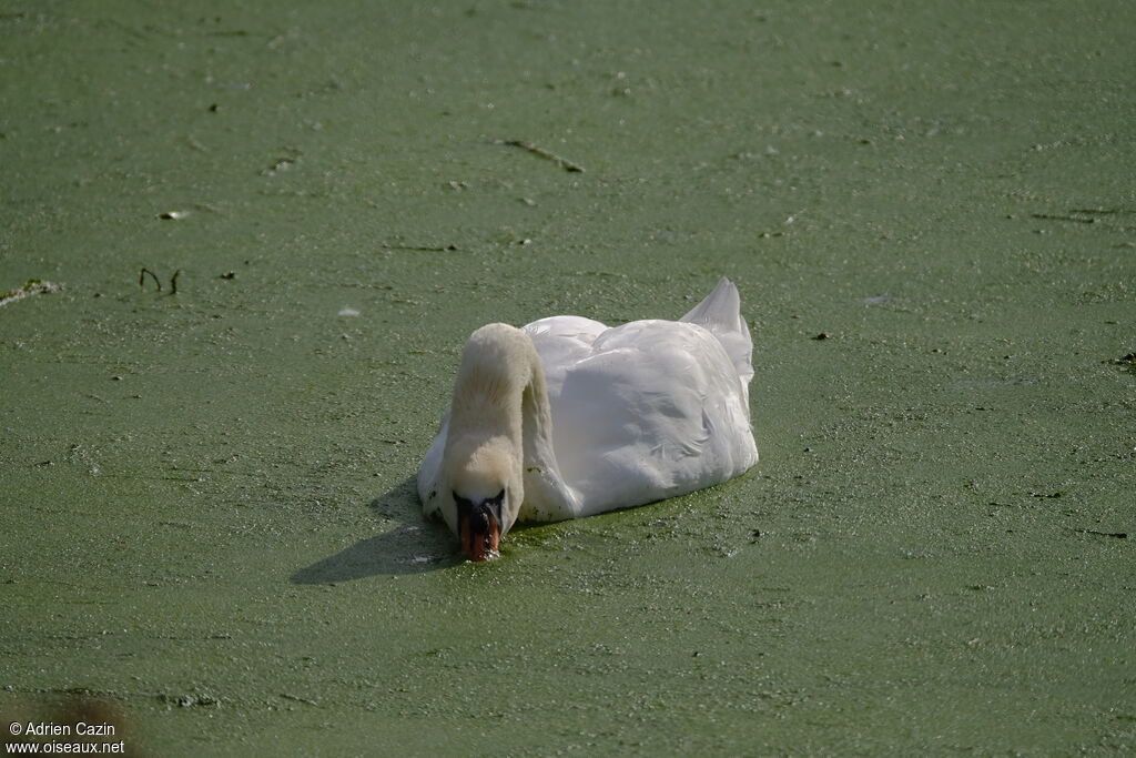 Cygne tuberculéadulte, mange