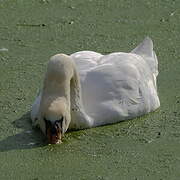 Mute Swan