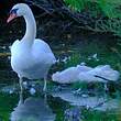 Cygne tuberculé