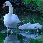 Cygne tuberculé