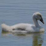 Cygne tuberculé