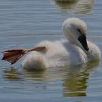 Cygne tuberculé