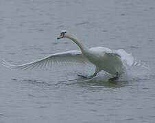 Mute Swan