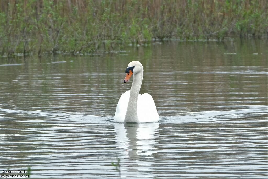 Cygne tuberculéadulte