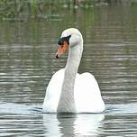 Cygne tuberculé