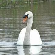 Mute Swan