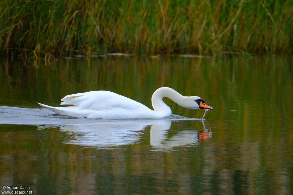 Cygne tuberculéadulte, mange