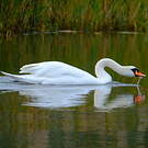 Cygne tuberculé
