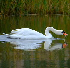 Cygne tuberculé