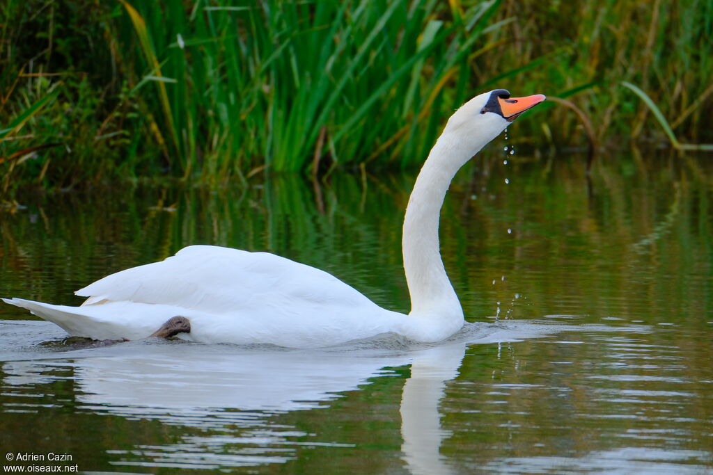 Cygne tuberculéadulte, mange