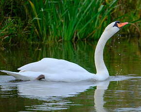 Cygne tuberculé