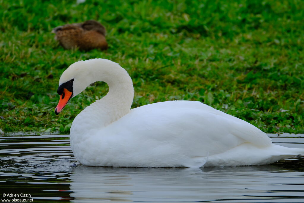 Cygne tuberculéadulte