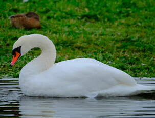 Cygne tuberculé