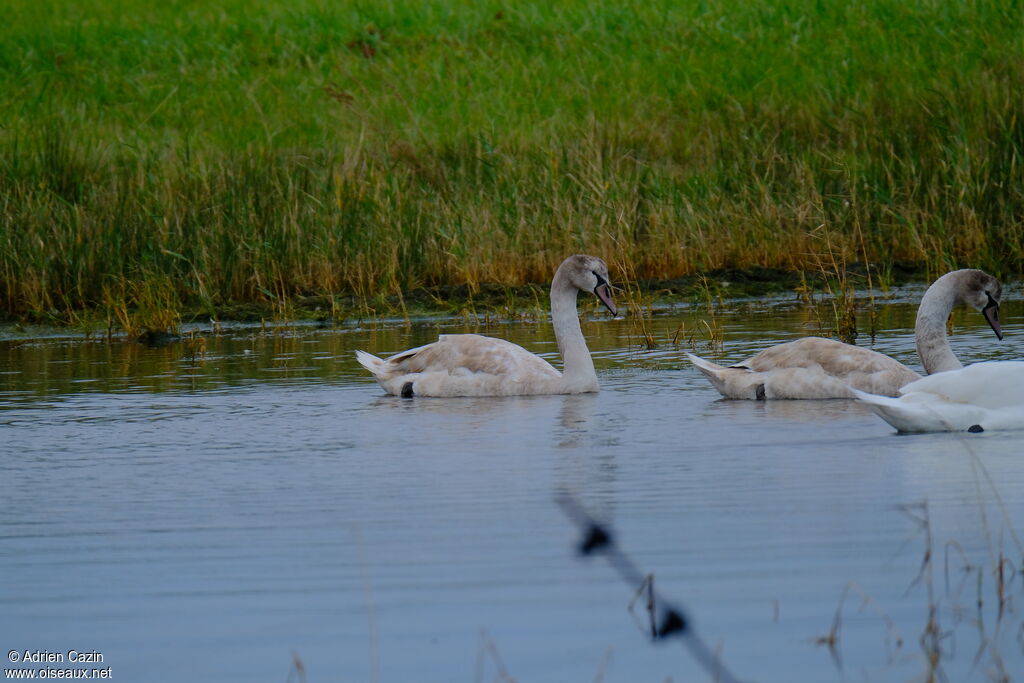 Cygne tuberculé femelle 1ère année