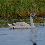 Cygne tuberculé