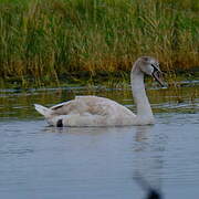 Mute Swan