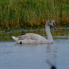 Cygne tuberculé