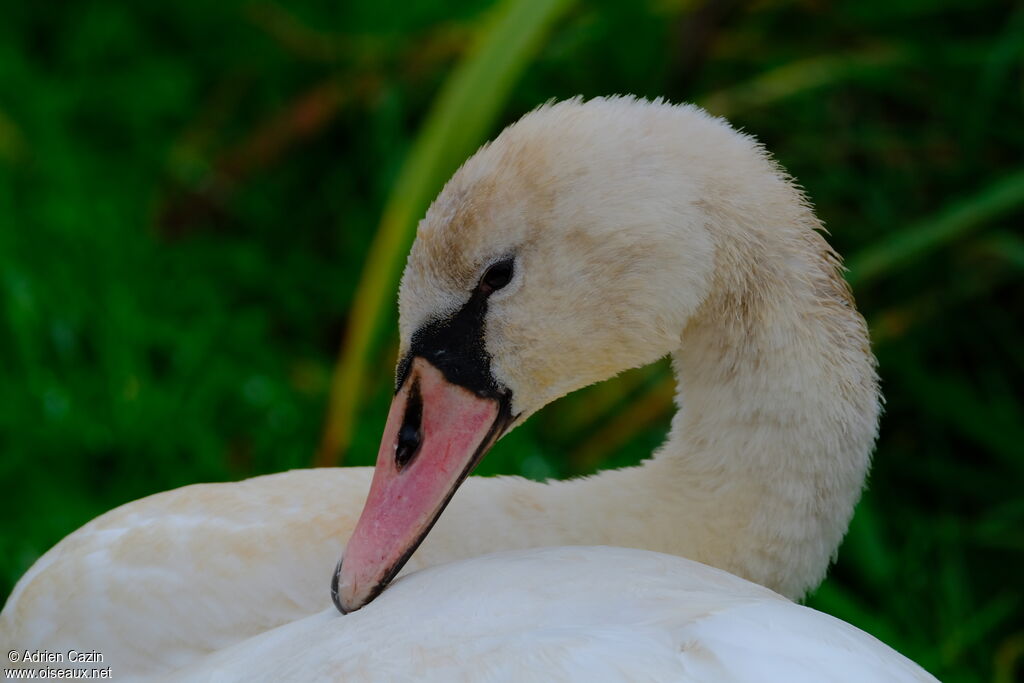 Cygne tuberculésubadulte, portrait