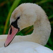 Mute Swan